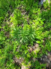 Lithospermum officinale