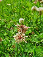 Trifolium repens