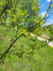 Rhamnus cathartica