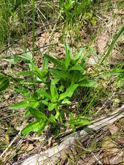 Gentiana cruciata