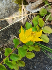 Lysimachia nummularia
