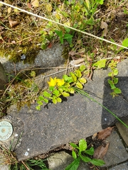 Lysimachia nummularia