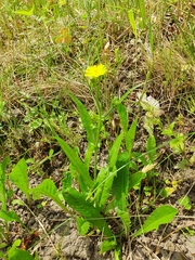 Crepis capillaris