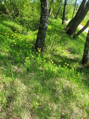 Primula veris