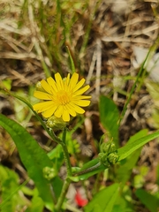Crepis capillaris