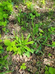 Campanula persicifolia