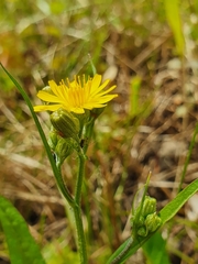 Crepis capillaris