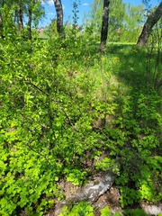 Rhamnus cathartica