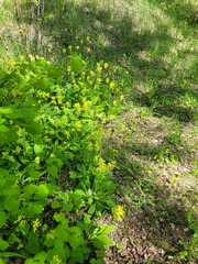 Primula veris
