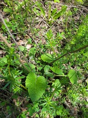 Salvia verticillata