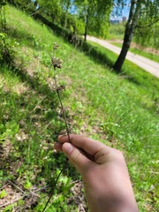 Salvia verticillata