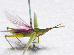 Atractomorpha crenulata