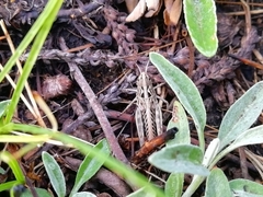 Arcyptera microptera