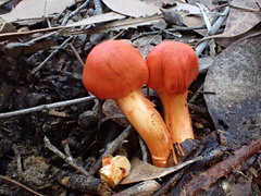 Cortinarius austrocinnabarinus