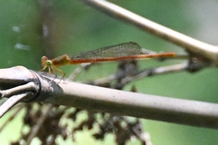 Ceriagrion auranticum