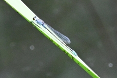 Paracercion calamorum