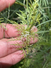 Trepocarpus aethusae