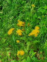 Crepis biennis
