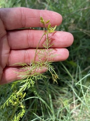 Trepocarpus aethusae