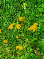Crepis biennis