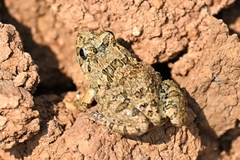 Fejervarya multistriata