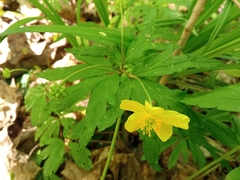 Anemonoides ranunculoides