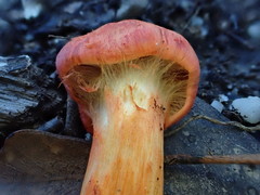 Cortinarius austrocinnabarinus