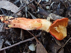 Cortinarius austrocinnabarinus