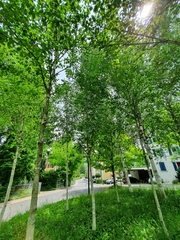 Betula pubescens
