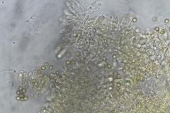 Cortinarius austrocinnabarinus