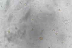 Cortinarius austrocinnabarinus