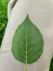 Betula pubescens