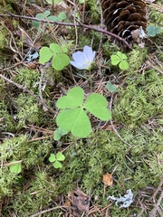 Oxalis acetosella