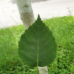 Betula pubescens