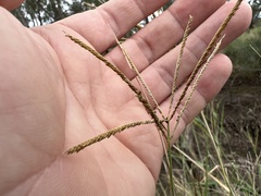 Leptochloa digitata