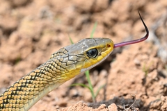 Black-Striped Rat Snake photo 4