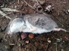 Saccostomus campestris