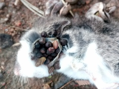 Saccostomus campestris