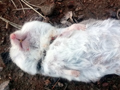 Saccostomus campestris