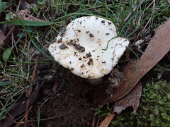Russula marangania
