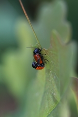 Cryptocephalus bipunctatus