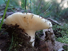 Russula marangania