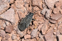 Pyrrhocoris