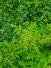 Aruncus dioicus