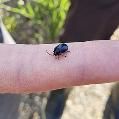 Agelastica alni