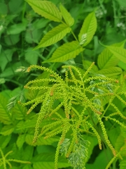 Aruncus dioicus