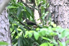 Dendrocitta formosae