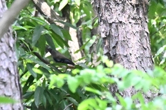 Dendrocitta formosae