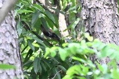 Dendrocitta formosae