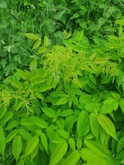 Aruncus dioicus